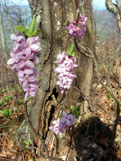 Lýkovec