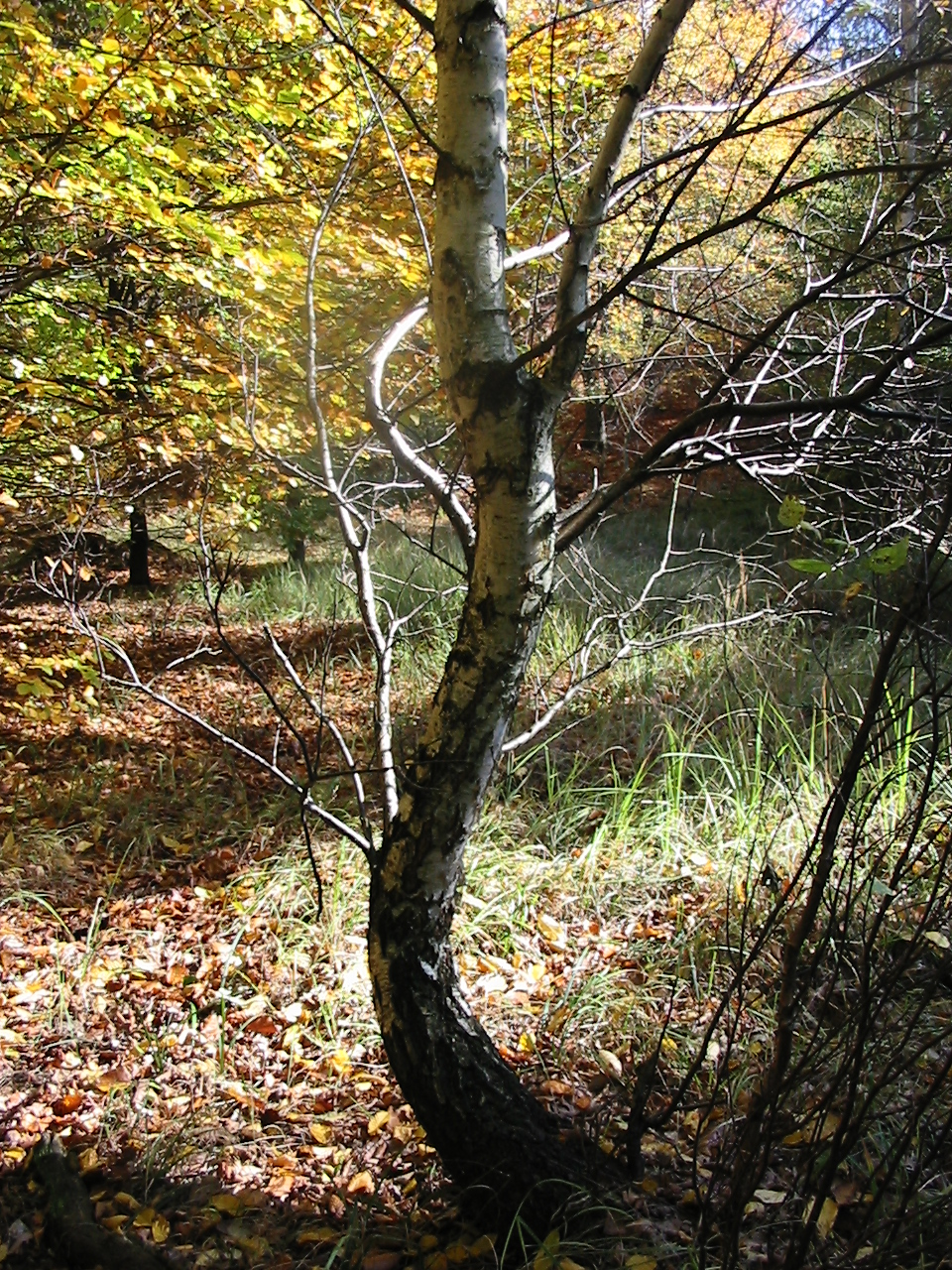 tančící bříza