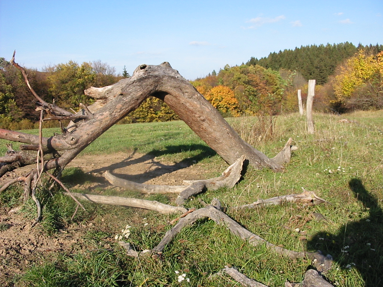 stále žijící strom